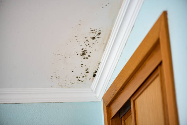 Why You Should Choose Our Mold Remediation Services in River Hills, WI